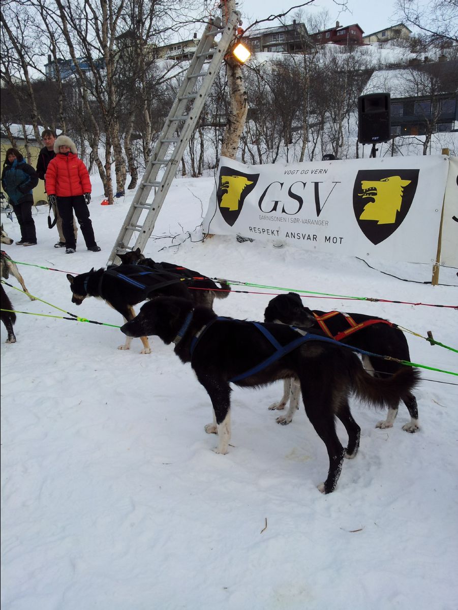 Dog Race09